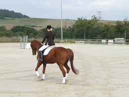 dressage